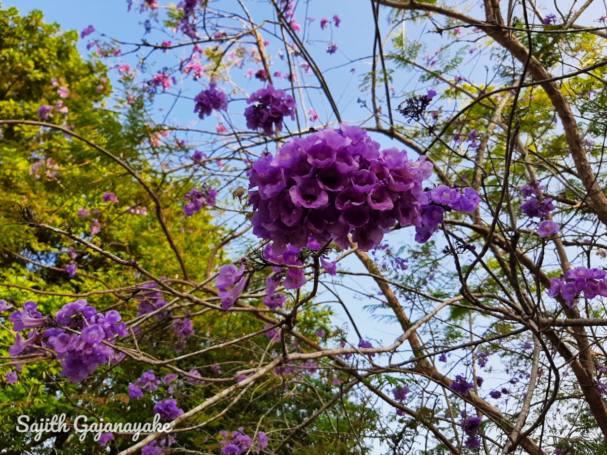 Jacaranda mimosifolia D.Don